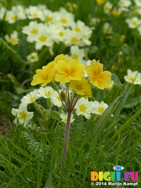 FZ004561 Yellow flower Primrose